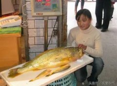 鱼胶炖汤可调味吗(小鱼胶如何煲汤？)