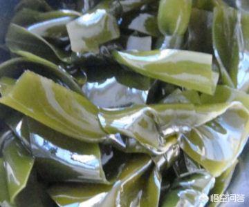 鱼胶和海带能一起煲汤(黄豆和海带能一起煮汤吗？)