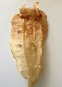 白斑可以吃鱼胶吗(经常喝鱼胶是不是皮肤会变好？)