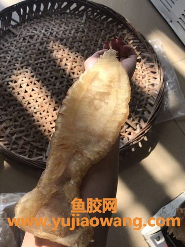鳘鱼胶(鳘鱼胶的价格) 鳘鱼胶(鳘鱼胶的价格)