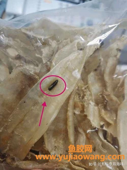 鱼胶哪里的好(石肚鱼胶产地哪里) 鱼胶哪里的好(石肚鱼胶产地哪里)