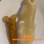 性价比最高的鱼胶是哪种(什么鱼胶性价比最高)