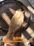 鳘鱼胶(鳘鱼胶的价格)