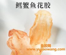 鱼胶买哪种最好(什么鱼胶最好功效)