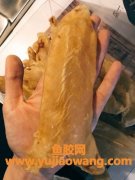 干鱼胶怎么泡发泡多久(干鳗鱼胶怎么泡发泡多久)