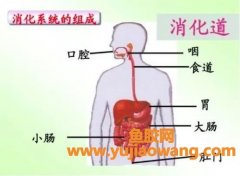 小分子肽伤害肝脏(小分子肽对肝脏的作用)