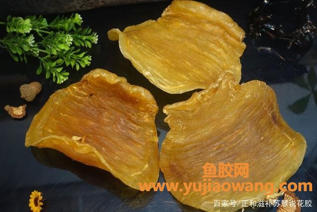 鱼胶有什么营养价值(鱼胶的成分和营养价值)