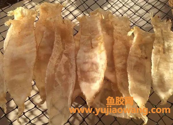 鱼胶整个晾晒制作过程(鱼胶的制作过程)