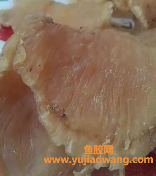 鱼胶好坏怎么区别