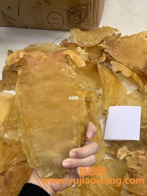 赤嘴鱼胶图片(赤嘴鱼胶图片大全)