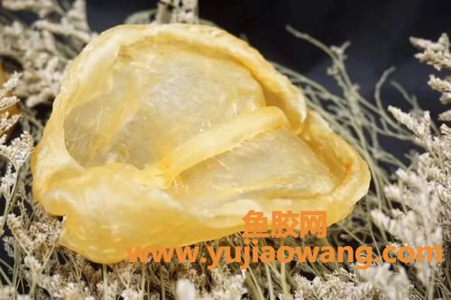 花胶的品种(什么品种的花胶比较好)
