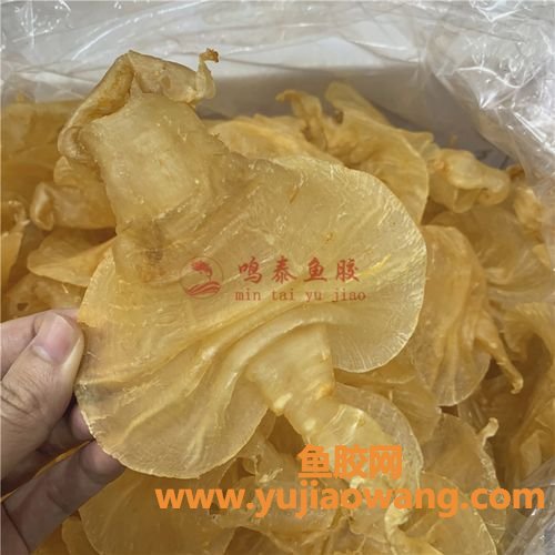 石肚鱼胶图片(石肚鱼胶一斤多少钱)