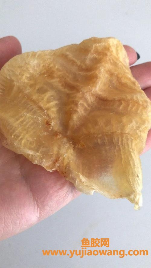 各种鱼胶的图片大全(鱼胶图片大全大图)
