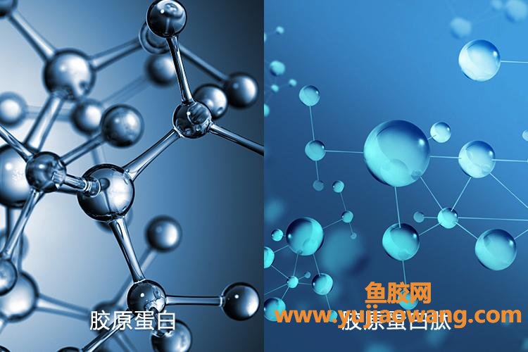 全国排前十名的胶原蛋白(胶原蛋白全国排行榜)