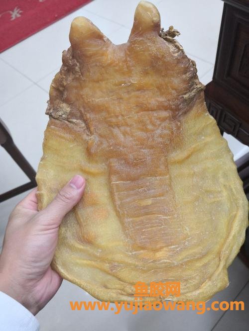 鸭脷胶是什么鱼胶(横直胶是什么鱼胶)