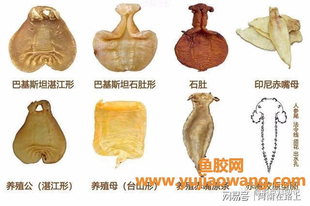 金蛋鱼胶是什么鱼(蜘蛛胶是什么鱼的鱼胶)