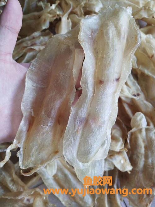 花胶等级顺序图片(花胶的种类及等级图片)