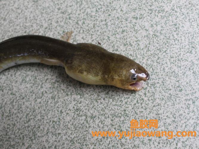 白鳗胶功效(白鳗鱼胶的功效) 白鳗胶功效(白鳗鱼胶的功效)