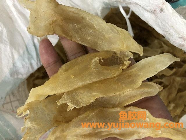 白花胶20头多少钱一斤(白花胶多少头的比较好)
