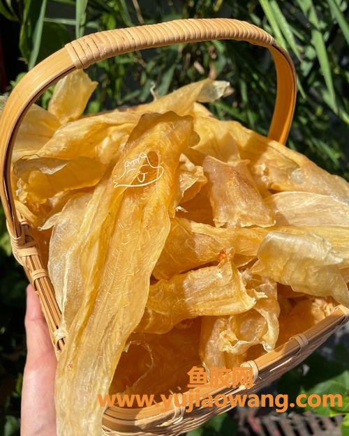 溪沃白花胶(溪沃白花胶和印尼白花胶区别)