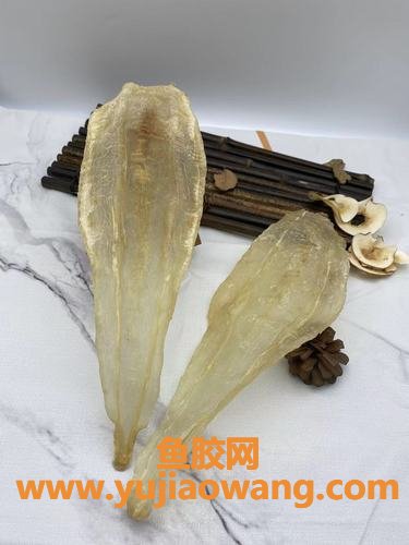 双芽竹叶鱼胶对人有什么作用