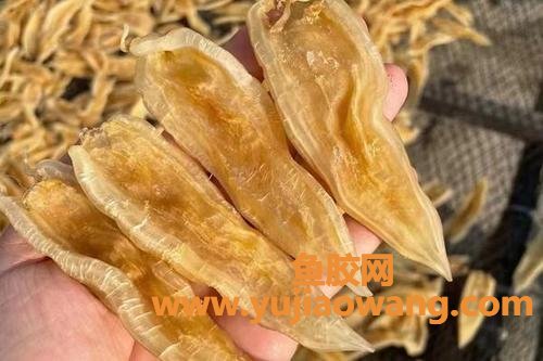 为什么叫双背鱼胶(为什么叫斗湖鱼胶)