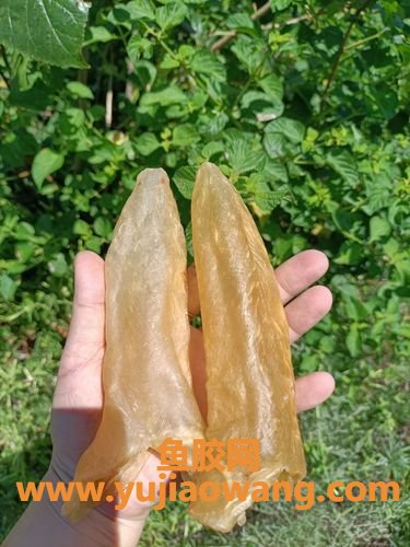 16岁一次吃500克鱼胶