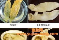 鱼胶花胶是什么东西(白玉花胶是什么鱼胶)