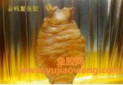 金钱鳘鱼胶图片价格(正宗金钱鳘鱼胶图片)
