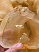 什么品种的花胶比较好(什么品种的花胶比较好鱼胶的做法)