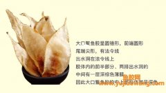 鳌鱼胶跟赤嘴胶哪个好