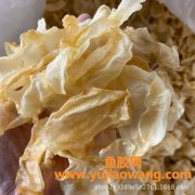 红鱼肚胶的功效和作用(红鱼腥草的功效与作用)