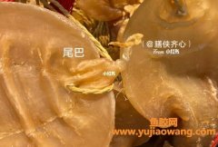 为什么叫石肚鱼胶