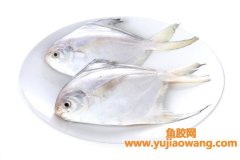怀孕能吃鱼胶吗