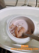 刚怀孕可以吃鱼胶吗(怀孕吃鱼胶的最佳时间是什么时候)