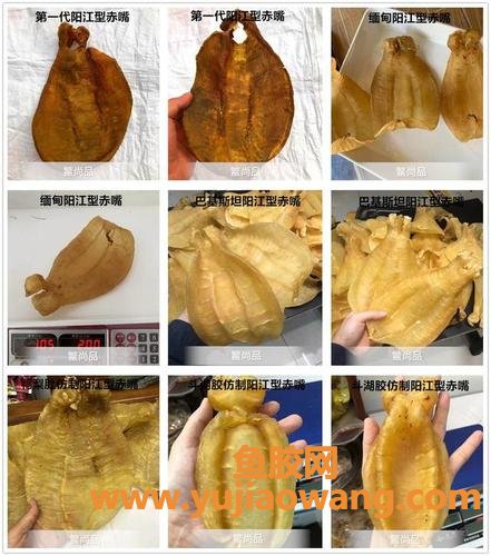 鳘鱼胶是什么东西(鳖鱼胶是什么东西) 鳘鱼胶是什么东西(鳖鱼胶是什么东西)