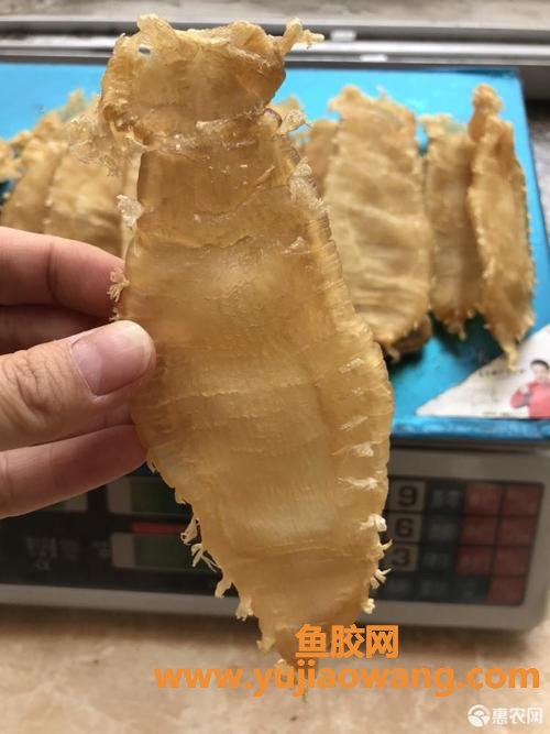 鳘鱼胶(鳘鱼胶)