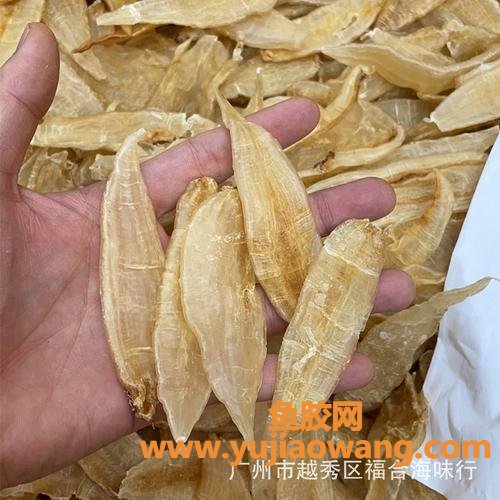 金龙鱼鱼胶胶质怎样(金龙鱼鱼胶是什么鱼)