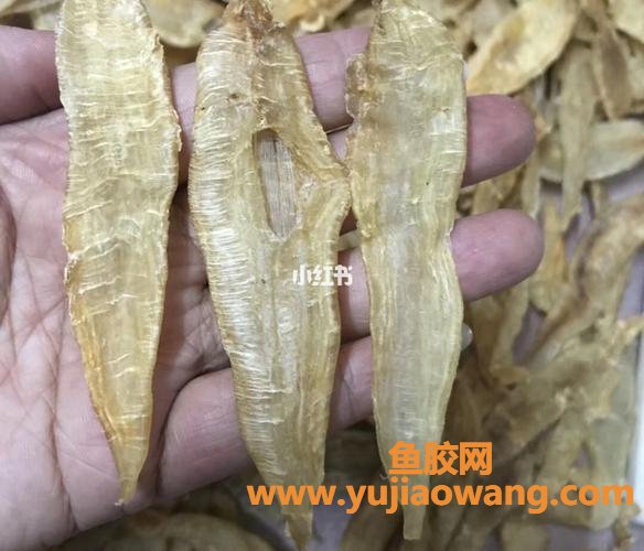 金龙鱼胶作用(金龙鱼的风水作用)