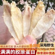 大口赤嘴鳘鱼胶图片(大口赤嘴鱼胶泡多久)