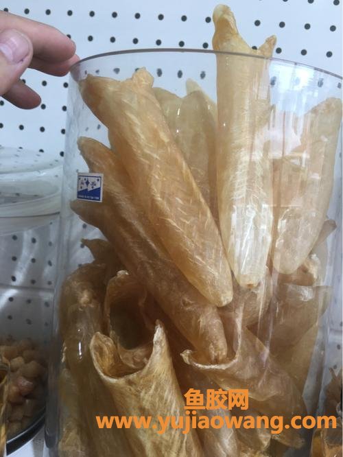 花胶是一种什么的什么东西