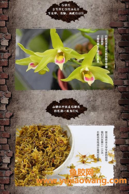 石斛的功效与作用(石斛的功效与作用多少钱一斤)