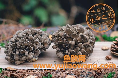 灰树花(灰树花图片)