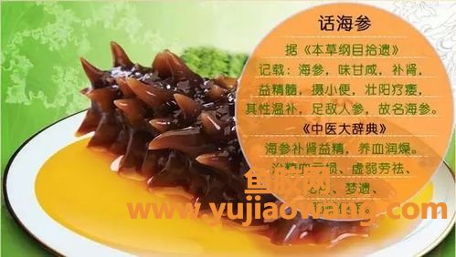 海参的功效与作用及营养价值(海参的功效与作用及营养价值海参的好处