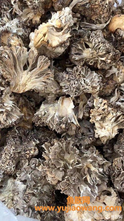 干灰树花多少钱一斤(灰树花大概多少钱一斤)