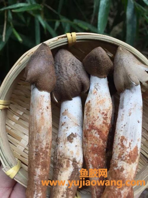 姬松茸的功效与作用(姬松茸怎么吃最好)