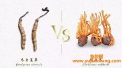 蛹虫草的功效与作用(蛹虫草的功效与作用)