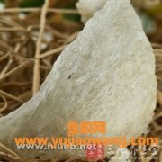 燕窝的功效与作用及营养(燕窝的功效与作用及营养知乎)