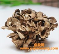 灰树花的功效与作用及价格(灰树花胶囊的功效与作用)