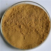 灰树花多糖的作用与功效(灰树花的功效与作用及副作用)